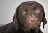 Fototapeta Londyn - Adorable Chocolate Labrador Face