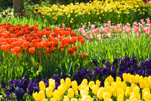 Tulips, Hyacinths And Daffodils In Spring