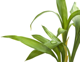 Bamboo leaves isolated on white background