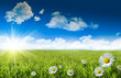 Leinwandbild Motiv Wild daisies in the grass with a blue sky