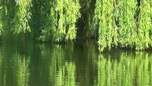 Willows On The Water