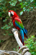 Red ara macaw