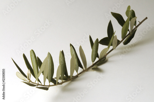 Ramoscello D Ulivo Buy This Stock Photo And Explore Similar Images At Adobe Stock Adobe Stock
