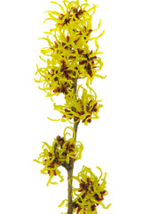 Poster - Hamamelis freigestellt - Hamamelis isolated 01