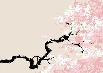 cherry blossom