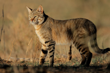 an african wild cat (felis silvestris lybica), south africa
