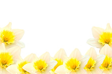 Daffodil Border Free Stock Photo - Public Domain Pictures
