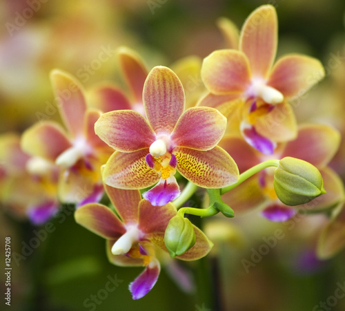 Tapeta ścienna Różowy żółty łaciasty orchidei Hong kong kwiatu rynek
