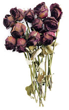 Old Dried Red Roses Against A White Background
