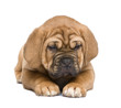 Dogue de Bordeaux puppy (2 months