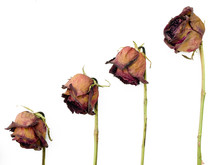Row Of 4 Old Dried Red Roses Against A White Background