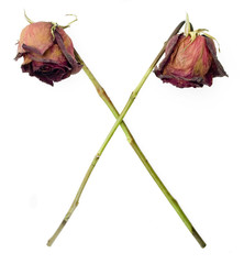 Old dried roses in a cross symbol against a white background