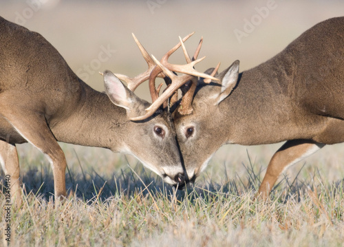 Fotoboard na płycie Walka z jeleniem whitetail