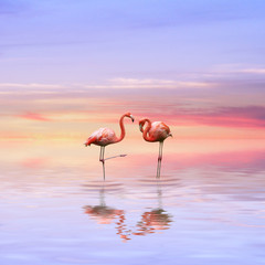 Plakat flamingo kochanka różowy valentine życie