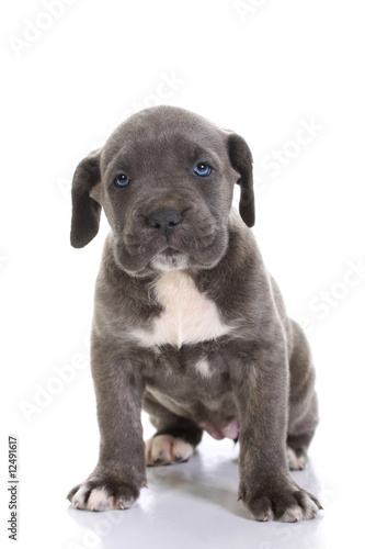 Italian Mastiff Cane Corso Buy This Stock Photo And