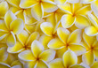 a background of yellow plumeria blossoms from Hawaii