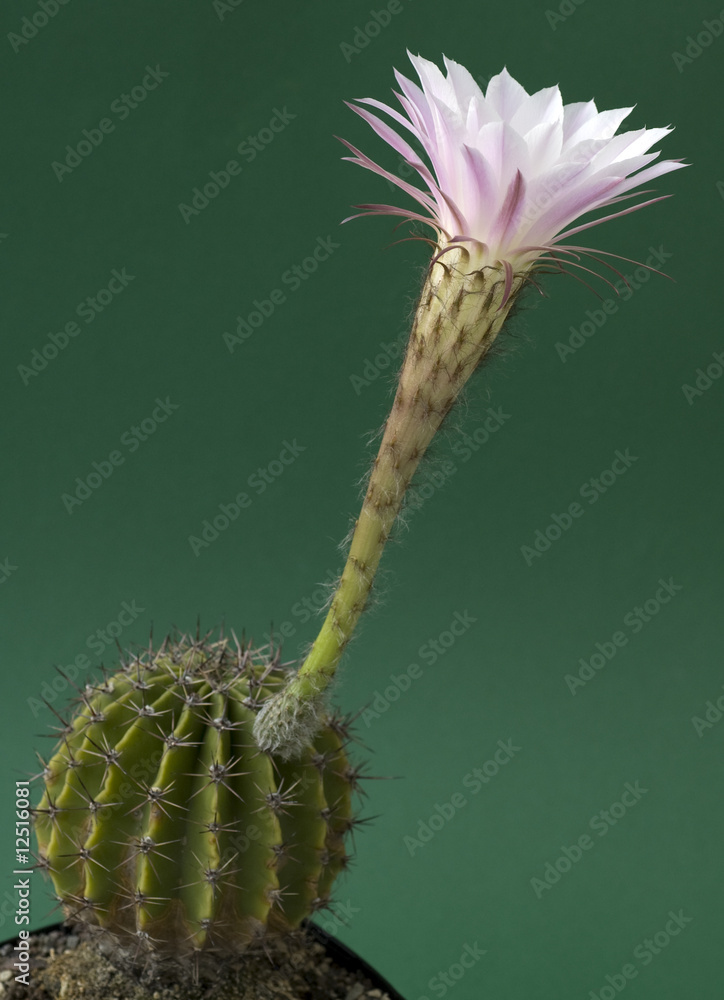wei-rosa Blte eines Kaktus - Kakteenblte Stock Photo | Adobe Stock