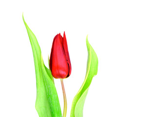 Wall Mural - Tulip on white