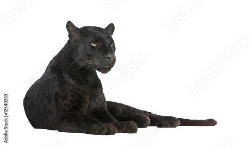 Black Leopard (6 years) Fotobehang