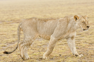 Lioness ( panthera leo)