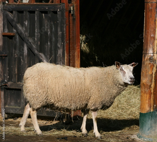 519 Rejeton Wall Murals Canvas Prints Stickers Wallsheaven