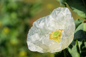 Wall Mural - Mohn -  poppy 16