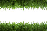 Fototapeta  - frame background with green grass