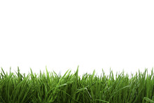 Frame Background With Green Grass
