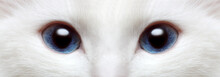 White Cat's Blue Eyes
