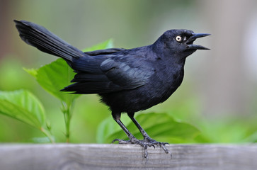 Little black bird