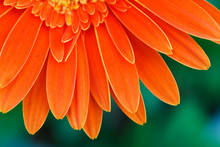 Beautiful Orange Petals Of An Africa Chrysanthemum