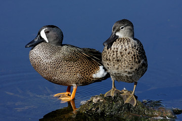Fototapete - Pair of Blue-winged Teal