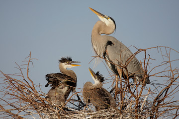 Wall Mural - Great Blue Heron With Babies