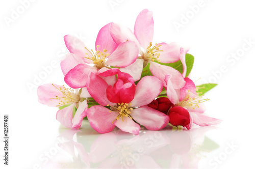 Spring cherry flowers