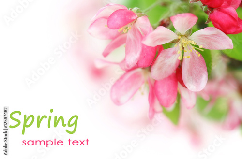 Spring cherry flowers