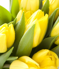 Wall Mural - Yelow tulips