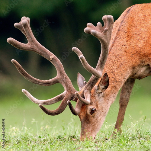 Fotoboard na płycie Portret red deer wypasu na łące