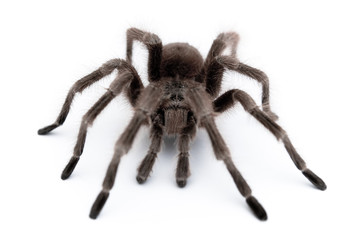 Plakat pająk jadowity makro pajęczyna niebezpieczeństwo
