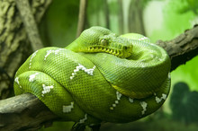 Green Snake On Branch