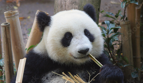 Board z aluminiowym obramowaniem Niedźwiedź panda jedzenie bambusa