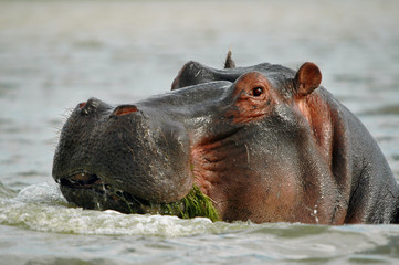 Poster - Hippo (Hippopotamus amphibius) at Naivasha Lake, Kenya