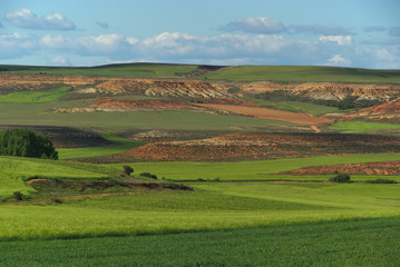 Wall Mural - Kastilien feld - Castile field 03