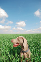 Dog In The Field