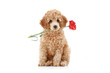 Apricot poodle puppy with red carnation