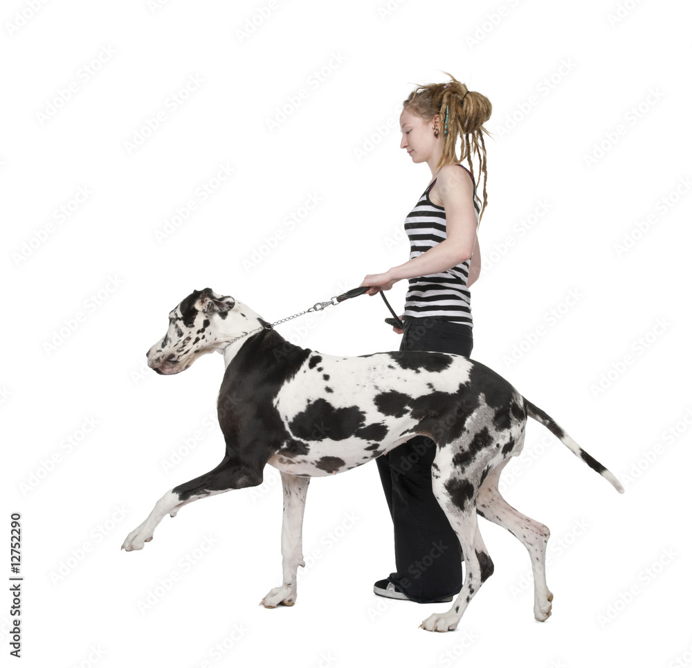young girl walking her dog (Great dane 4 years) harlequin Great - obrazy, fototapety, plakaty 