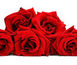 Leinwandbild Motiv Beautiful red rose