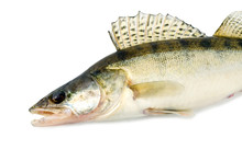 Fish Walleye Zander Pike-perch