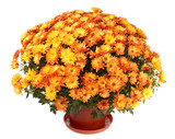 Chrysanthemums in flowerpot