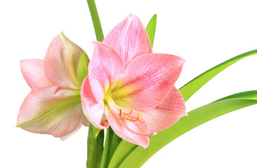 Wall Mural - Amaryllis 11