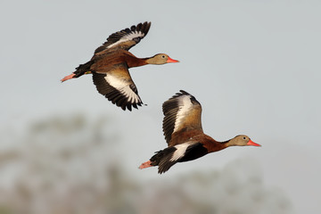 Fototapete - Black-bellied Whistling-ducks